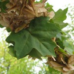 Hedge Maple (Acer Campestre) 50 seeds