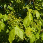 Hedge Maple (Acer Campestre) 10 seeds