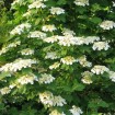 High Bush Cranberry (Viburnum Trilobum) 7 seeds