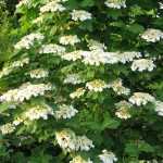 High Bush Cranberry (Viburnum Trilobum) 30 seeds