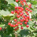 High Bush Cranberry (Viburnum Trilobum) 7 seeds