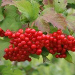 High Bush Cranberry (Viburnum Trilobum) 7 seeds