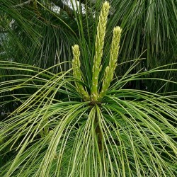 Himalayan Blue Pine (Pinus Wallichiana griffithi) 5 seeds