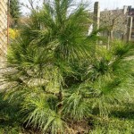 Himalayan Blue Pine (Pinus Wallichiana griffithi) 10 seeds