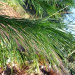 Himalayan Blue Pine (Pinus Wallichiana griffithi) 5 seeds