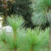 Himalayan Blue Pine (Pinus Wallichiana griffithi) 5 seeds