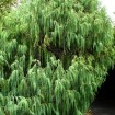 Himalayan Cypress (Cupressus Torulosa) 25 seeds