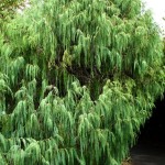 Himalayan Cypress (Cupressus Torulosa) 10 seeds