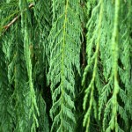 Himalayan Cypress (Cupressus Torulosa) 10 seeds