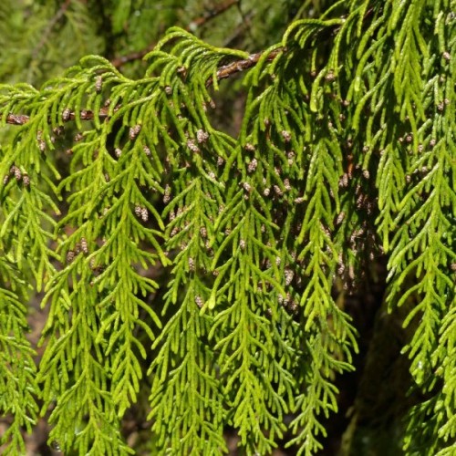 Himalayan Cypress (Cupressus Torulosa) 25 seeds