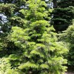 Himalayan Fir (Abies Pindrow) 20 seeds