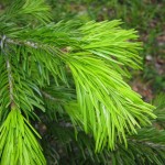 Himalayan Fir (Abies Pindrow) 20 seeds