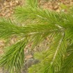Himalayan Fir (Abies Pindrow) 20 seeds