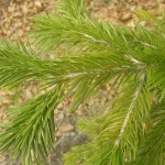 Himalayan Fir (Abies Pindrow) 8 seeds