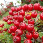 Himalayan Hawthorn (Crataegus Pyracantha Crenulata) 60 seeds