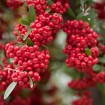 Himalayan Hawthorn (Crataegus Pyracantha Crenulata) 15 seeds