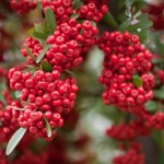 Himalayan Hawthorn (Crataegus Pyracantha Crenulata) 15 seeds