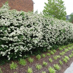 Himalayan Hawthorn (Crataegus Pyracantha Crenulata) 15 seeds