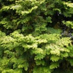 Hinoki Cypress (Chamaecyparis Obtusa) 50 seeds