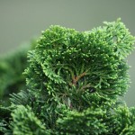 Hinoki Cypress (Chamaecyparis Obtusa) 30 seeds