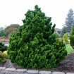 Hinoki Cypress (Chamaecyparis Obtusa) 30 seeds