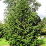 Hinoki Cypress (Chamaecyparis Obtusa) 30 seeds