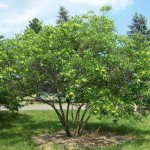Hop Tree / Ash (Ptelea Trifoliata) 10 seeds