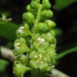 Hop Tree / Ash (Ptelea Trifoliata) 20 seeds