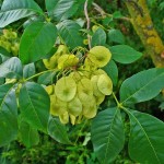 Water Ash (Ptelea Trifoliata) 15 seeds