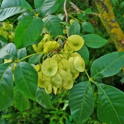 Hop Tree / Ash (Ptelea Trifoliata) 20 seeds