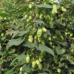 Beer Hops (Humulus Lupulus) 60 seeds