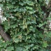 Beer Hops (Humulus Lupulus) 20 seeds