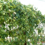 Beer Hops (Humulus Lupulus) 60 seeds