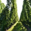 Beer Hops (Humulus Lupulus) 10 seeds