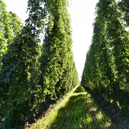 Beer Hops (Humulus Lupulus) 30 seeds