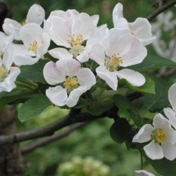 Hybrid Siberian Crab Apple (Malus Robusta) 20 seeds