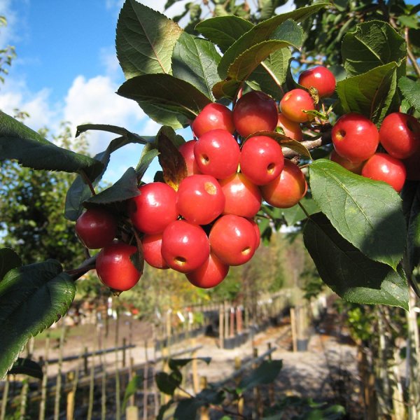 Buy Hybrid Siberian Crab Apple (Malus Robusta) 10 seeds online :: Seeds ...