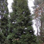 Incense Cedar (Libocedrus Decurrens) 20 seeds