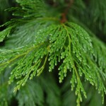 Incense Cedar (Libocedrus Decurrens) 5 seeds