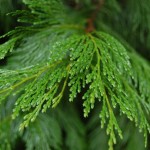 Incense Cedar (Libocedrus Decurrens) 20 seeds