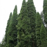 Incense Cedar (Libocedrus Decurrens) 50 seeds