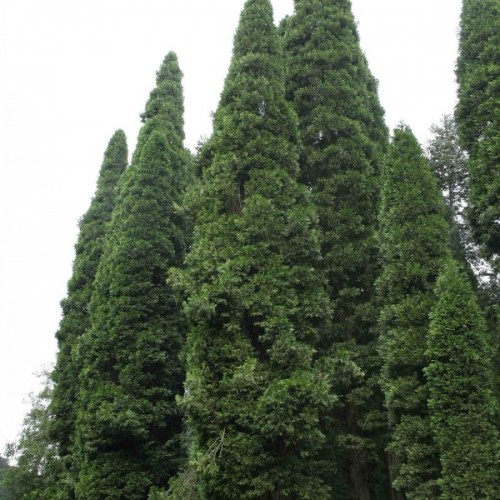 Incense Cedar (Libocedrus Decurrens) 5 seeds