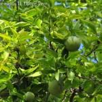 Indian Bael (Aegle Marmelos) 2 seeds