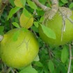 Indian Bael (Aegle Marmelos) 2 seeds