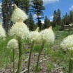 Indian Basket Grass (Xerophyllum Tenax) 40 seeds