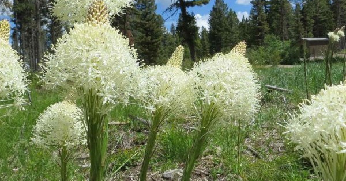 Buy Indian Basket Grass (Xerophyllum Tenax) 20+ seeds