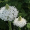 Indian Basket Grass (Xerophyllum Tenax) 40 seeds