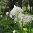 Indian Basket Grass (Xerophyllum Tenax) 10 seeds