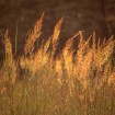 Indian grass Tomahawk (Sorghastrum Nutans) 100 seeds