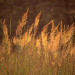 Indian grass Tomahawk (Sorghastrum Nutans) 50 seeds